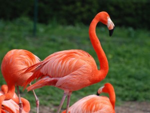 Flamingo-Bird