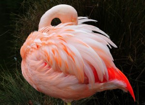 Flamingo-Facts